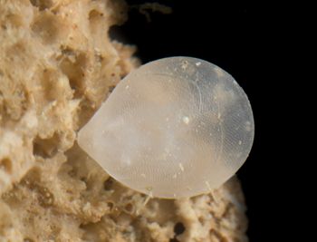 Media type: image;   Invertebrate Zoology 60885 Description: Digital photograph of specimen in life.;